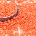 Wholesale High Quality Organic Red split Lentils With Out Husk